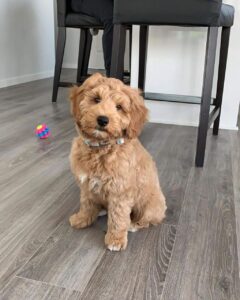 TOKI/MALE